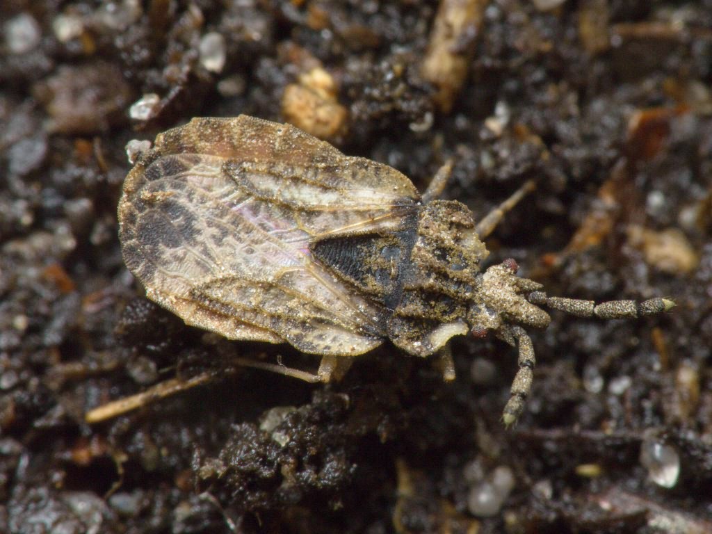 Aradus depressus (Fabricius, 1794)